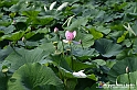 VBS_4602 - Fioritura loto a Vezza d'Alba